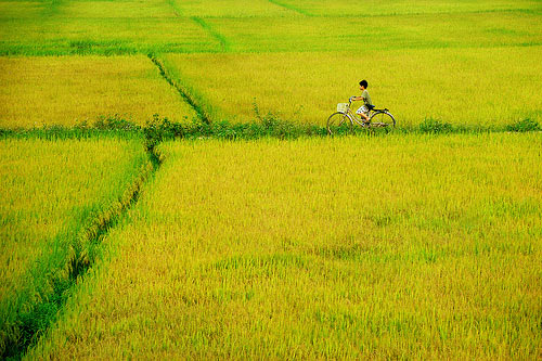 Cảm âm Em Đi Giữa Biển Vàng
